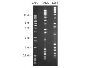 SeaKem GTG agarose 125g