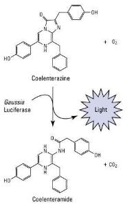 Pierce™ Gaussia Luciferase Glow Assay Kit, Thermo Scientific