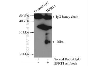 Anti-HPRT1 Rabbit Polyclonal Antibody