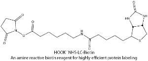 HOOK™ Amine Reactive Biotin Reagents & Kits for Highly Efficient Protein Labeling, G-Biosciences