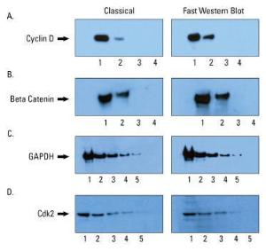 Pierce™ Fast Western Blot Kit, ECL Substrate, Thermo Scientific