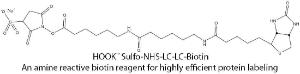 HOOK™ Amine Reactive Biotin Reagents & Kits for Highly Efficient Protein Labeling, G-Biosciences