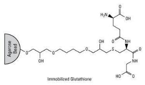 Pierce™ Glutathione Spin Columns, Thermo Scientific