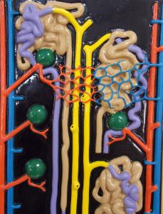 Ward's® Kidney Nephron Model