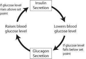 Science Take-Out® Keeping A Balance: Homeostasis And Negative Feedback