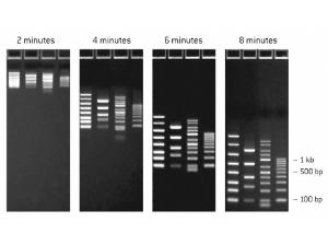 FlashGel® RNA marker