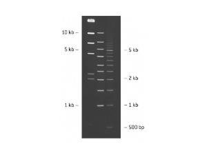 SeaKem® LE agarose