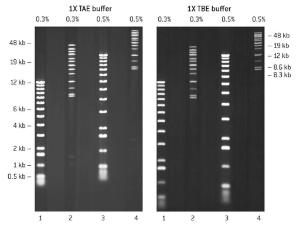 SeaKem® Gold agarose