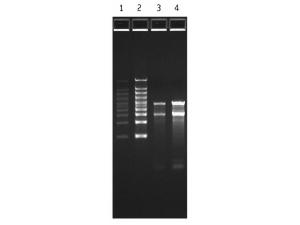 FlashGel® RNA marker