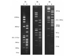 NuSieve® GTG® agarose