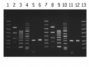 FlashGel® DNA Cassettes