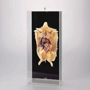 Ward's® Freeze-Dried Fetal Pig Museum Mount