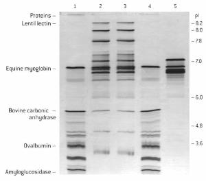 SeaKem® Agaroses for Protein Applications