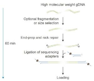 Ligation Sequencing kit library preparation workflow