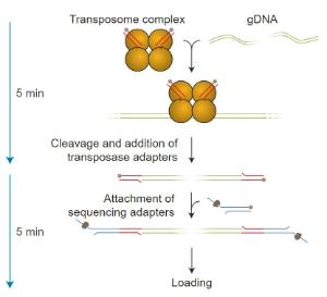 Rapid Sequencing kit library preparation workflow