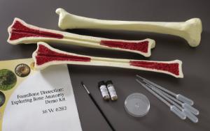 Ward's® FoamBone Dissection: Exploring Bone Anatomy Demo Kit