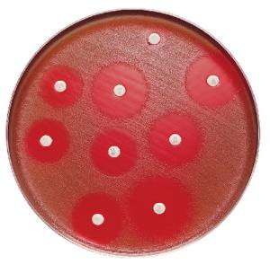 BD BBL™ Sensi-Disc™ Antimicrobial Susceptibility Test Discs, BD Diagnostics