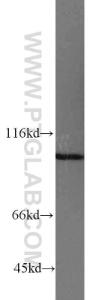 Anti-MYO19 Rabbit Polyclonal Antibody