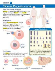 Guide, meiosis W online lesson