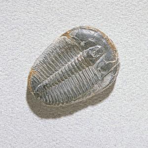 Elrathia kingi (Cambrian)