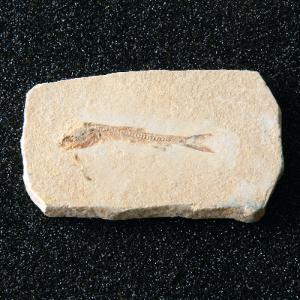 Dastilbe elongatus (Cretaceous)