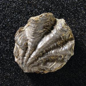 Nicaisolopha (Ostrea) sp. (Cretaceous)