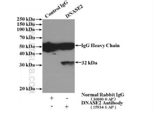 Anti-DNASE2 Rabbit Polyclonal Antibody