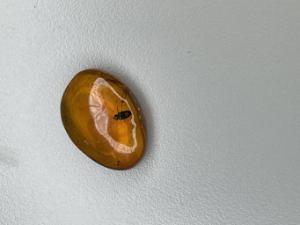 Insect in amber