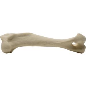 Humerus right