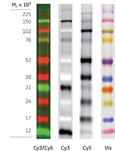 ECL Plex fluorescent rainbow markers