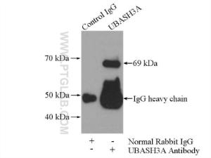 Anti-UBASH3A Rabbit Polyclonal Antibody