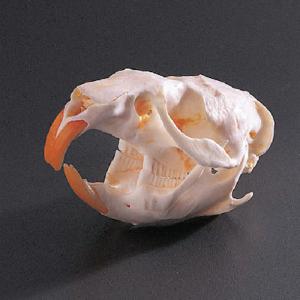 Muskrat Skull, Ward’s®