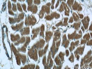 Anti-PPARG Rabbit Polyclonal Antibody