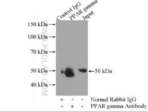 Anti-PPARG Rabbit Polyclonal Antibody