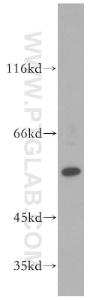 Anti-PPARG Rabbit Polyclonal Antibody