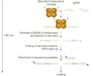 Rapid barcoding kit 96 library preparation workflow