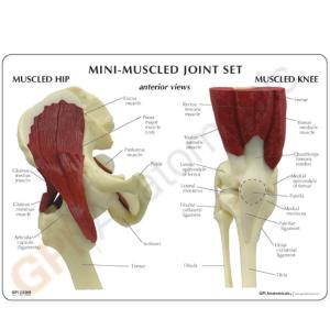 GPI Anatomicals® Mini Joint Set Model, Muscled