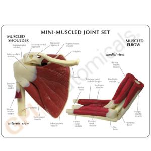 GPI Anatomicals® Mini Joint Set Model, Muscled