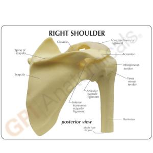 GPI Anatomicals® Shoulder Joint Model