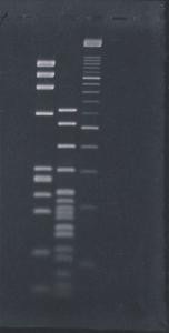 GeneMate Sieve GQA Low Melt Agarose