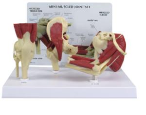 GPI Anatomicals® Mini Joint Set Model, Muscled