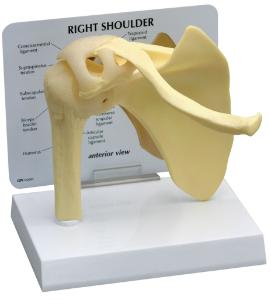 GPI Anatomicals® Shoulder Joint Model