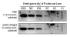 SuperSignal® West Dura Extended Duration Chemiluminescent Substrate, Thermo Scientific