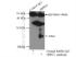 Anti-HPRT1 Rabbit Polyclonal Antibody