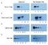 Pierce™ Fast Western Blot Kit, ECL Substrate, Thermo Scientific