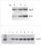 Pierce™ Fast Western Blot Kit, ECL Substrate, Thermo Scientific