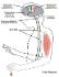 Science Take-Out® Hand On A Hot Stove