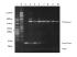 NuSieve® 3:1 agarose