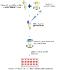 jetOPTIMUS-dna-transfection-reagent-polyplus-transfection