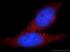 Anti-SLITRK6 Rabbit Polyclonal Antibody